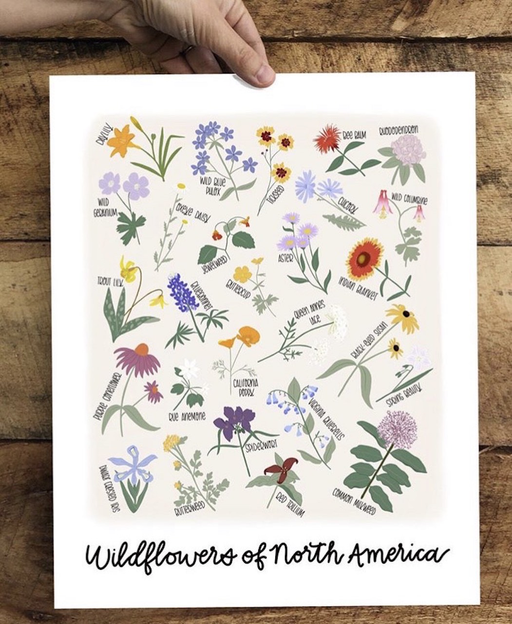 Wildflowers of North America 11x14 - Made Market