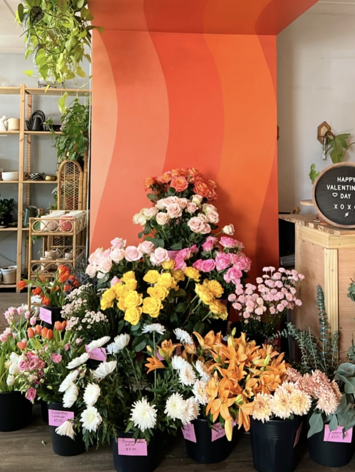 Oglewood Avenue Plant Shop