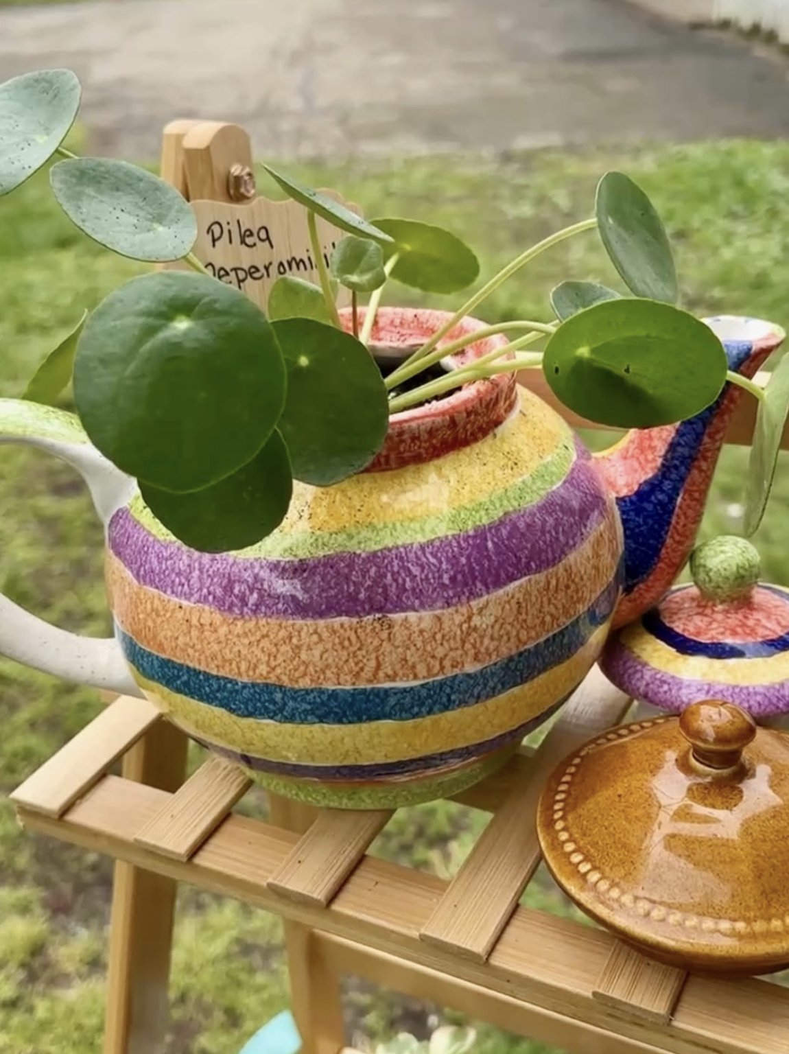 Replanted