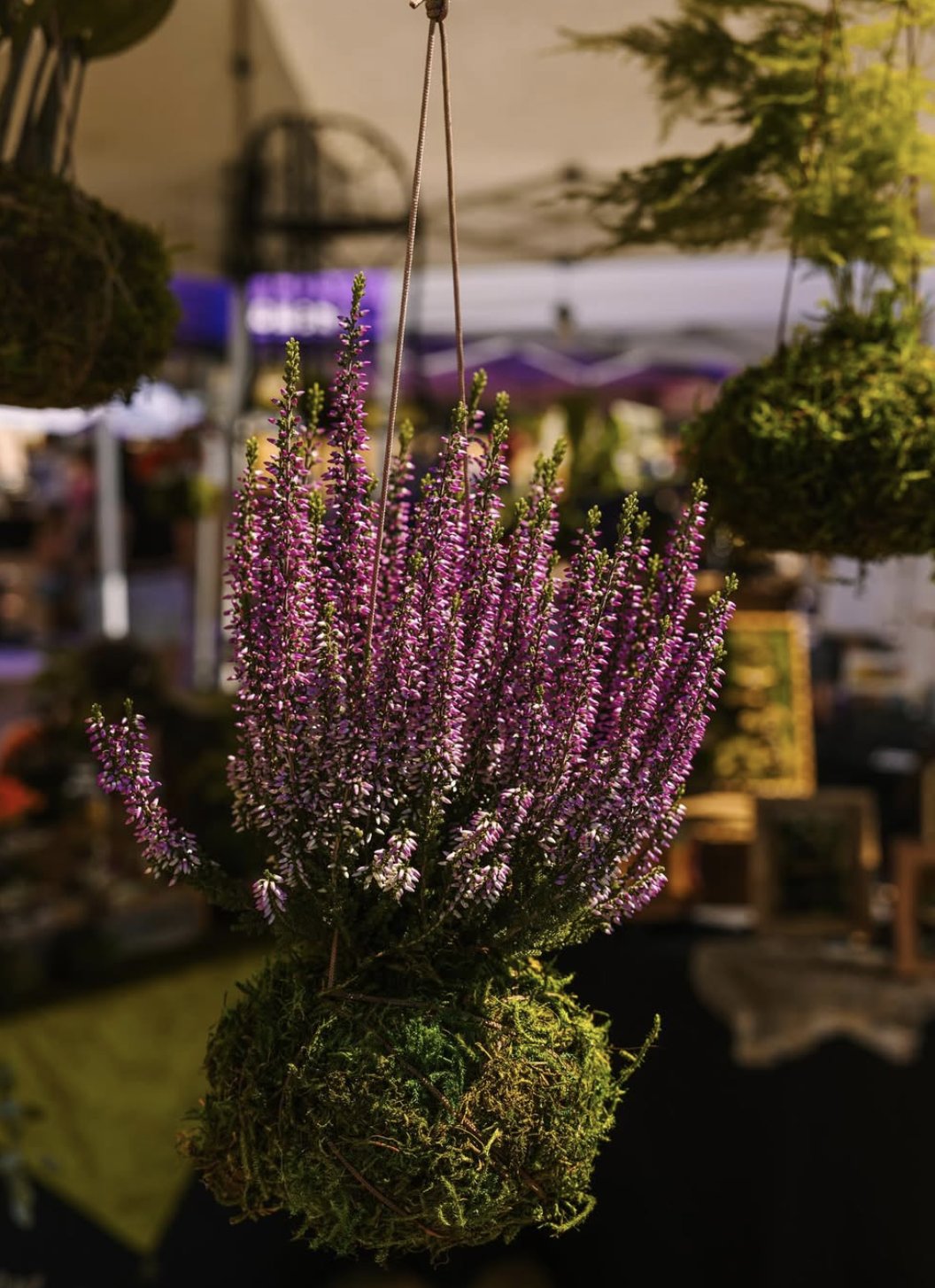 Sacred Harvest Company